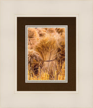 Load image into Gallery viewer, Plate 1 - Guatemala Highlands Shock of Wheat