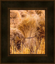 Load image into Gallery viewer, Plate 1 - Guatemala Highlands Shock of Wheat