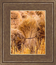 Load image into Gallery viewer, Plate 1 - Guatemala Highlands Shock of Wheat