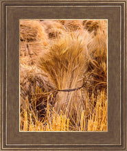 Load image into Gallery viewer, Plate 1 - Guatemala Highlands Shock of Wheat