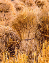 Load image into Gallery viewer, Plate 1 - Guatemala Highlands Shock of Wheat