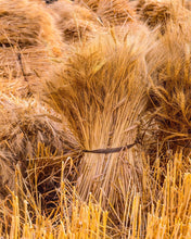 Load image into Gallery viewer, Plate 1 - Guatemala Highlands Shock of Wheat