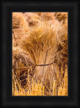 Load image into Gallery viewer, Plate 1 - Guatemala Highlands Shock of Wheat
