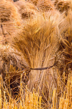 Load image into Gallery viewer, Plate 1 - Guatemala Highlands Shock of Wheat