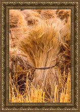 Load image into Gallery viewer, Plate 1 - Guatemala Highlands Shock of Wheat