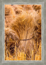 Load image into Gallery viewer, Plate 1 - Guatemala Highlands Shock of Wheat