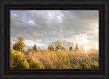 Load image into Gallery viewer, Payson Sunflowers