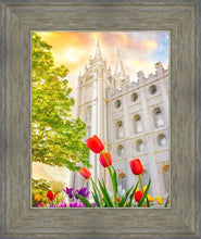 Load image into Gallery viewer, Salt Lake Spring Tulips
