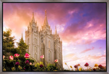 Load image into Gallery viewer, Salt Lake Tulips
