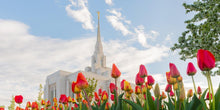 Load image into Gallery viewer, Ogden Flowers
