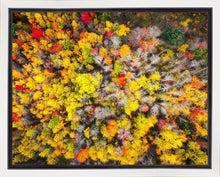Load image into Gallery viewer, Sacred Grove Autumn From Heaven

