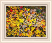 Load image into Gallery viewer, Sacred Grove Autumn From Heaven
