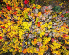 Load image into Gallery viewer, Sacred Grove Autumn From Heaven
