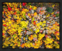 Load image into Gallery viewer, Sacred Grove Autumn From Heaven
