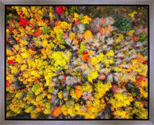 Load image into Gallery viewer, Sacred Grove Autumn From Heaven

