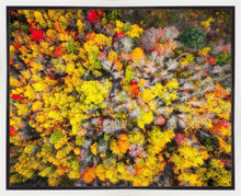 Load image into Gallery viewer, Sacred Grove Autumn From Heaven
