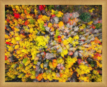 Load image into Gallery viewer, Sacred Grove Autumn From Heaven

