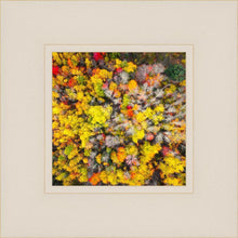 Load image into Gallery viewer, Sacred Grove Autumn From Heaven
