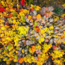 Load image into Gallery viewer, Sacred Grove Autumn From Heaven
