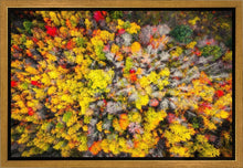 Load image into Gallery viewer, Sacred Grove Autumn From Heaven
