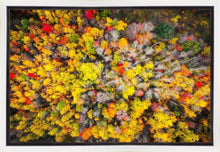Load image into Gallery viewer, Sacred Grove Autumn From Heaven
