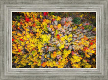 Load image into Gallery viewer, Sacred Grove Autumn From Heaven
