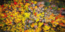 Load image into Gallery viewer, Sacred Grove Autumn From Heaven
