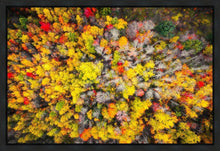 Load image into Gallery viewer, Sacred Grove Autumn From Heaven
