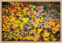 Load image into Gallery viewer, Sacred Grove Autumn From Heaven
