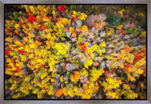 Load image into Gallery viewer, Sacred Grove Autumn From Heaven
