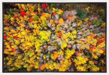 Load image into Gallery viewer, Sacred Grove Autumn From Heaven
