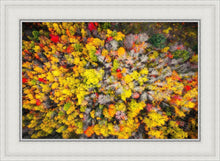 Load image into Gallery viewer, Sacred Grove Autumn From Heaven
