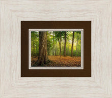 Load image into Gallery viewer, Oh How Lovely was the Morning
