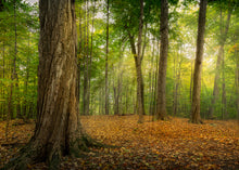 Load image into Gallery viewer, Oh How Lovely was the Morning
