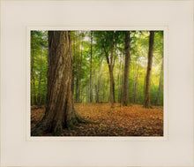 Load image into Gallery viewer, Oh How Lovely was the Morning
