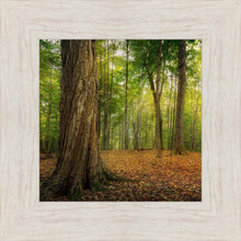Load image into Gallery viewer, Oh How Lovely was the Morning
