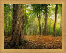 Load image into Gallery viewer, Oh How Lovely was the Morning
