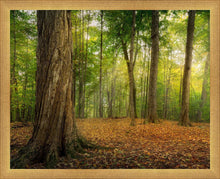 Load image into Gallery viewer, Oh How Lovely was the Morning
