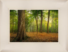 Load image into Gallery viewer, Oh How Lovely was the Morning
