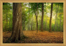 Load image into Gallery viewer, Oh How Lovely was the Morning
