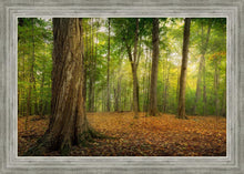 Load image into Gallery viewer, Oh How Lovely was the Morning
