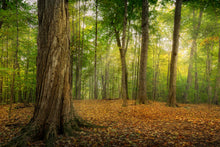 Load image into Gallery viewer, Oh How Lovely was the Morning
