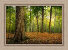 Load image into Gallery viewer, Oh How Lovely was the Morning
