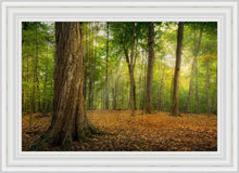 Load image into Gallery viewer, Oh How Lovely was the Morning
