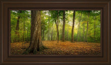 Load image into Gallery viewer, Oh How Lovely was the Morning
