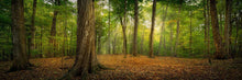 Load image into Gallery viewer, Oh How Lovely was the Morning
