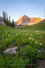 Load image into Gallery viewer, The Meadow

