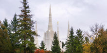 Load image into Gallery viewer, Portland Temple Forest Through The Trees
