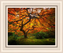 Load image into Gallery viewer, Tree of Perspective
