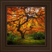 Load image into Gallery viewer, Tree of Perspective
